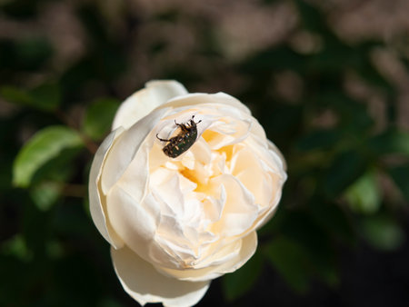 Hanamuri perching on a rose flowerの写真素材