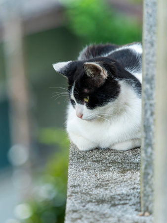 A cat that lives in a shrineの写真素材