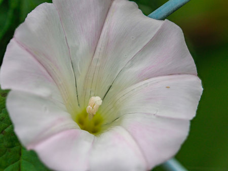 Morning glory flowers tangled in the fence