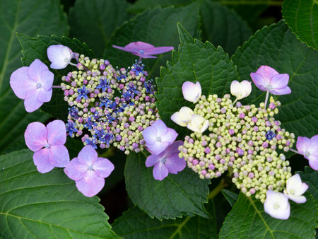 Gaku hydrangea with small flowersの写真素材
