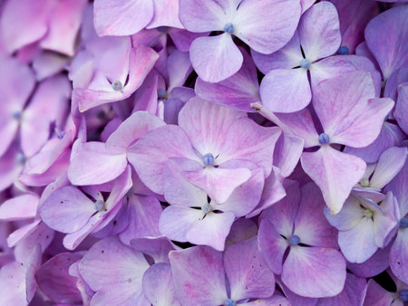 Bright hydrangea flowers blooming in the park