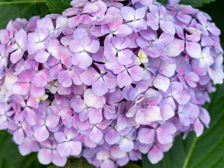 Bright hydrangea flowers blooming in the park