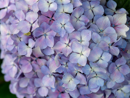 Bright hydrangea flowers blooming in the park