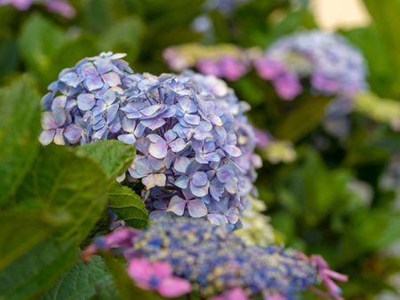 Bright hydrangea flowers blooming in the parkの写真素材