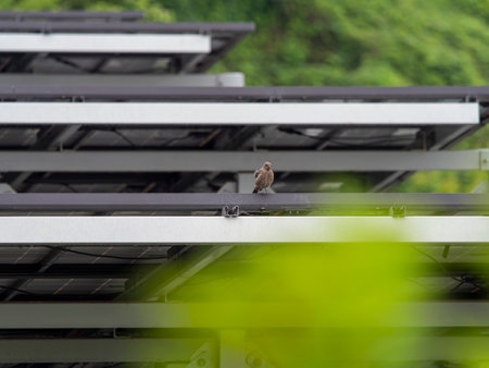 Wild birds perching on the mount of a solar power generation facilityの写真素材