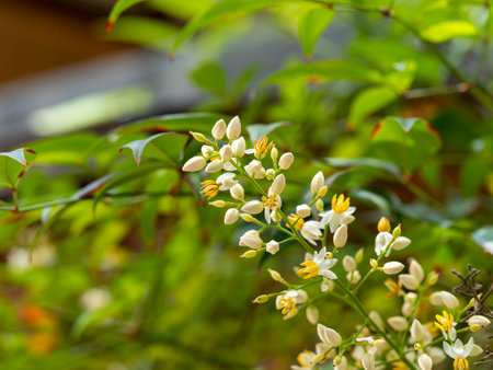 Small flowers of the southern sky