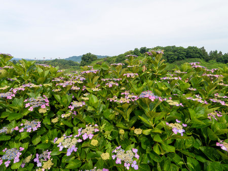 Hydrangea flowers blooming in Chihaya Akasaka Village