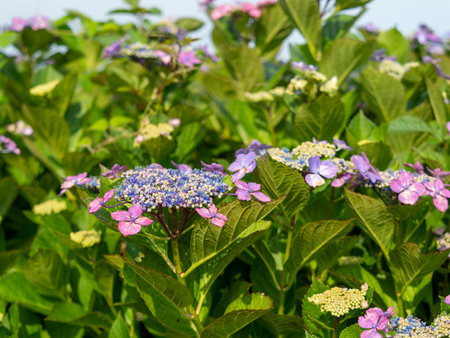 Hydrangea flowers blooming in Chihaya Akasaka Village