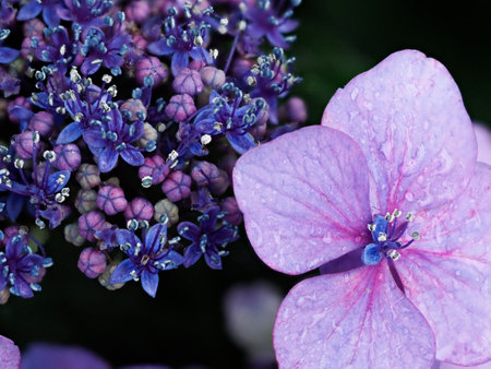 Purple forehead hydrangea wet in the rainの写真素材