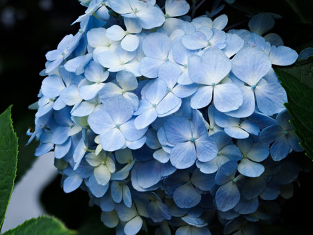 Blue pastel hydrangea