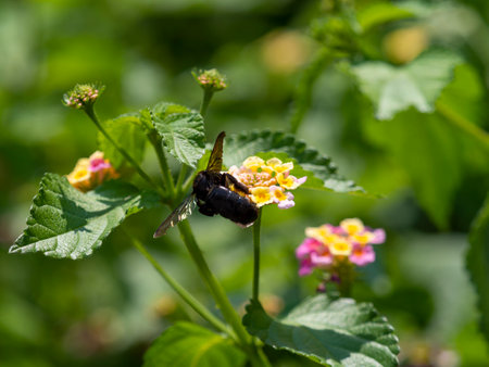 Bees collecting lantana nectar