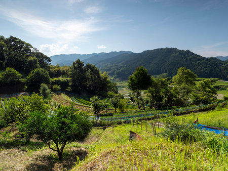 View of the terraced rice fields of Asuka Village Inabuchi seen from a hillの写真素材
