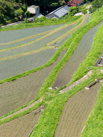 Terraced rice fields in Asuka Village where seedlings were plantedの写真素材