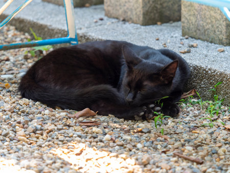 A black cat sleeping in the precincts of a shrineの写真素材