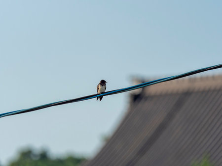 Tsubame perching on an electric wireの写真素材