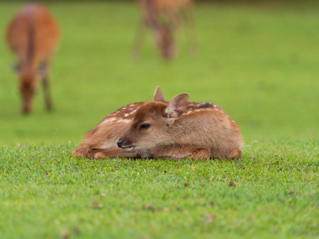 Fawn in Nara Park resting on the lawnの写真素材