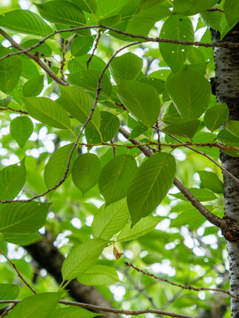 Bright fresh green cherry leaves