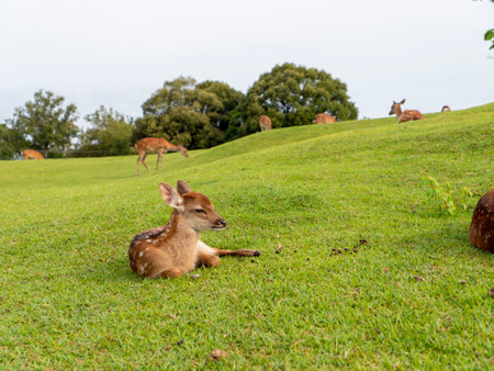 A herd of deer in Nara Parkの写真素材