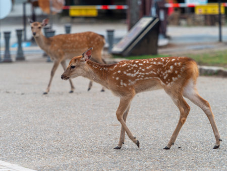 Cute fawn in Nara Parkの写真素材