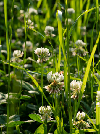 White-filled grass flowers blooming on the riverbedの写真素材