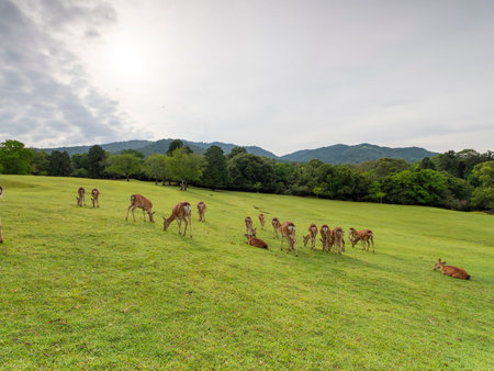 A herd of deer in Nara Park eating fresh green grassの写真素材