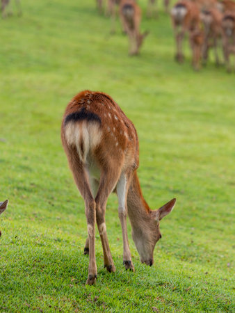 A herd of deer in Nara Park eating fresh green grassの写真素材