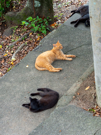 Cat cooling off on concreteの写真素材
