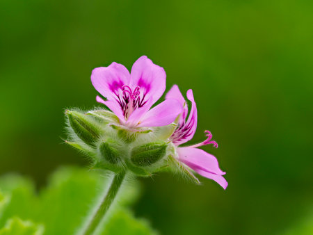 Rose geranium flowers blooming in the mountainsの写真素材