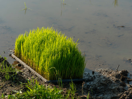Paddy fields being prepared for rice plantingの写真素材