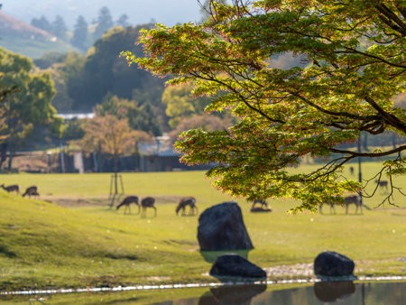 Blue autumn leaves in Nara Park Sansha Mission Pond with flowers bloomingの写真素材