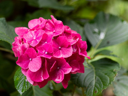 Bright red hydrangeaの写真素材