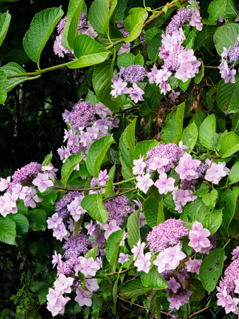 Purple hydrangea flowers blooming in the mountains