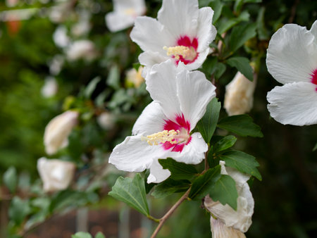 White hollyhock flowers blooming in the mountainsの写真素材
