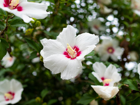 White hollyhock flowers blooming in the mountainsの写真素材