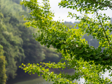 Gingko trees on Mt. Shigi with beautiful fresh greenery