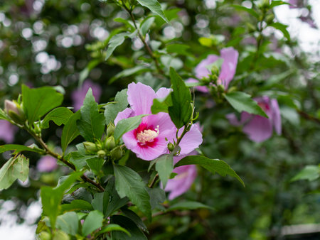 Pink hollyhock flowers blooming in the mountainsの写真素材