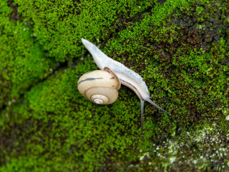 Snails crawling on mossy wallsの写真素材