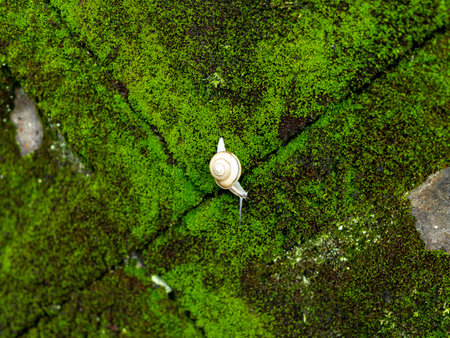 Snails crawling on mossy wallsの写真素材