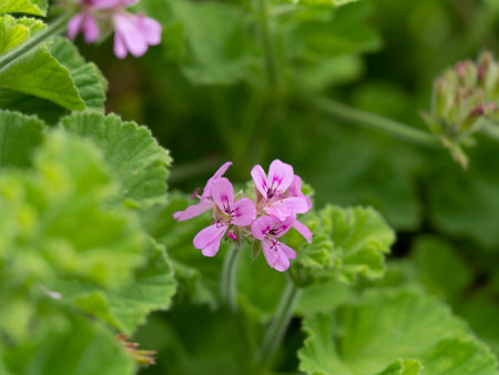 Geranium flowers blooming in the mountainsの写真素材