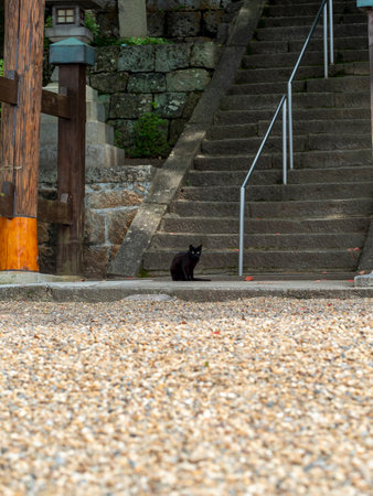 Torii gate and black cat at the shrineの写真素材