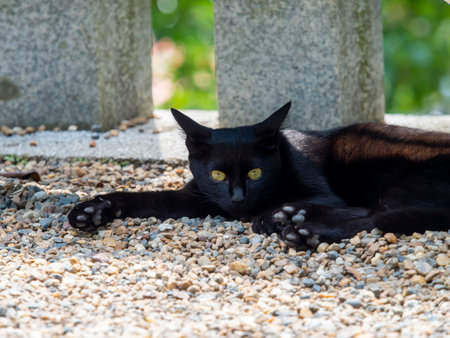 Black cat resting under a benchの写真素材
