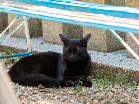Black cat resting under a benchの写真素材
