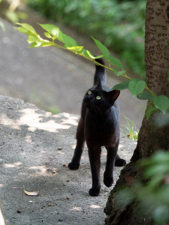 Black cat looking upの写真素材