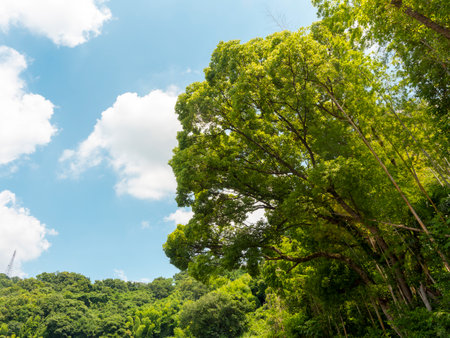 Blue sky and fresh green treesの写真素材