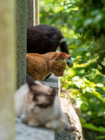 A flock of resting catsの写真素材