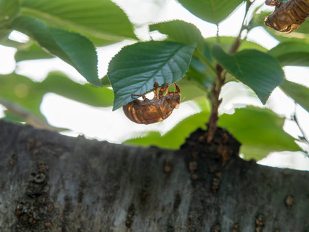 Fresh green cherry blossoms and cicada shells