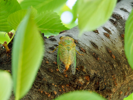Adult cicadas that have just hatched