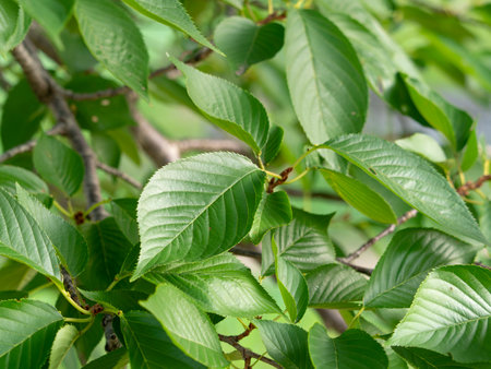 Cherry blossom leaves with vivid fresh green