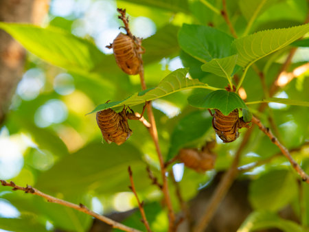 Shedding shells of trees and cicadas in the parkの写真素材