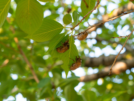Shedding shells of trees and cicadas in the parkの写真素材